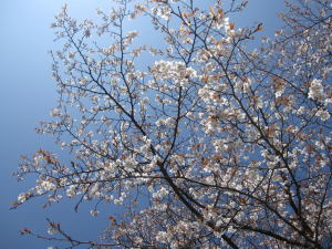 イン谷口の山桜